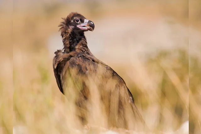 Cinereous Vulture