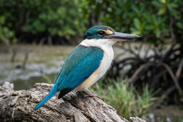 Collared Kingfisher