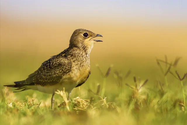 Collared Pratincole