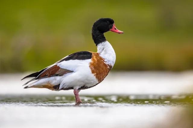 Common Shelduck