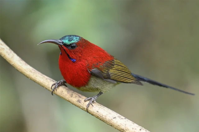 Crimson Sunbird
