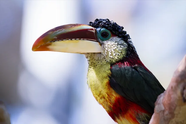 uploads/small/curl-crested-aracari.webp