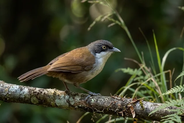 Dark-fronted Babbler