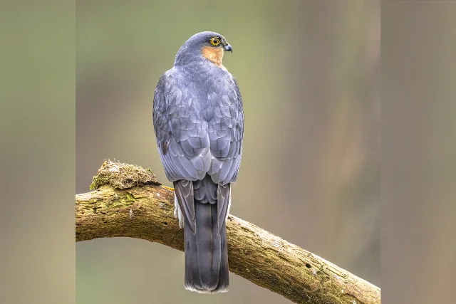 Eurasian Sparrowhawk