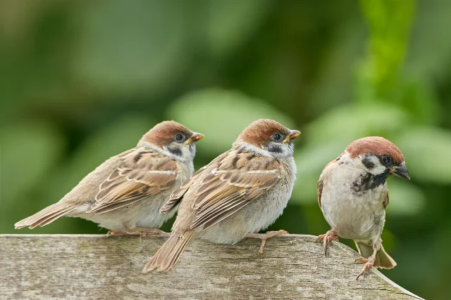 uploads/small/eurasian-tree-sparrow.webp