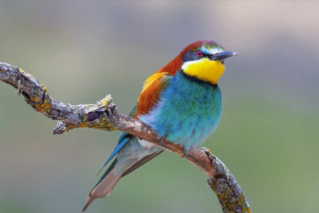 European Bee-eater