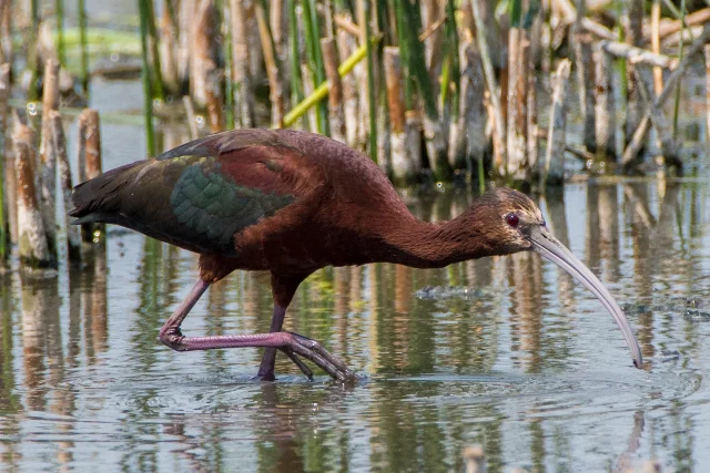 glossy ibis