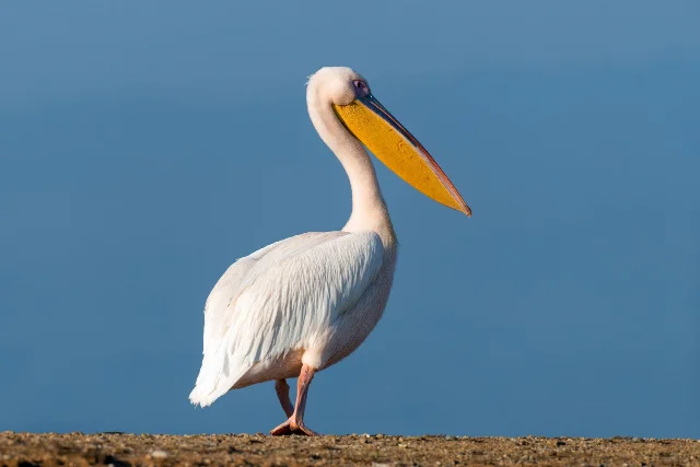 great white pelican
