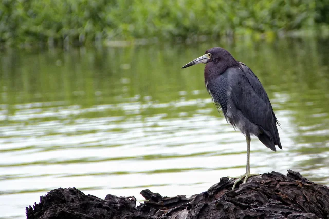 uploads/small/little-blue-heron.webp