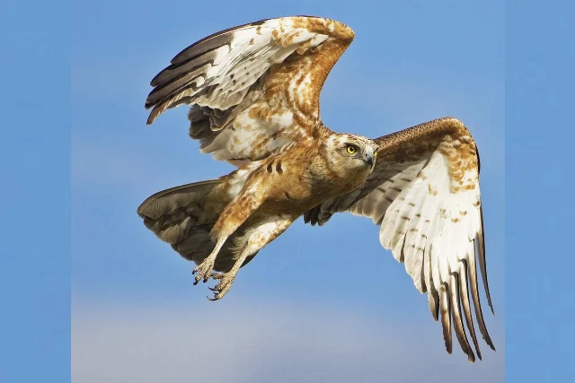 uploads/small/long-legged-buzzard.webp