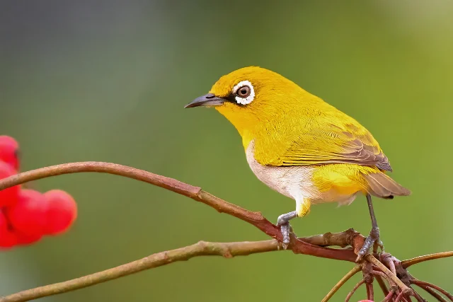 oriental white eye