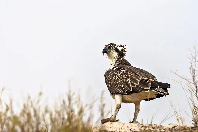 Osprey