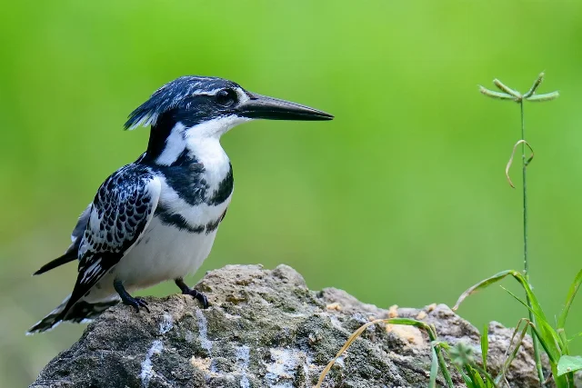 pied kingfisher