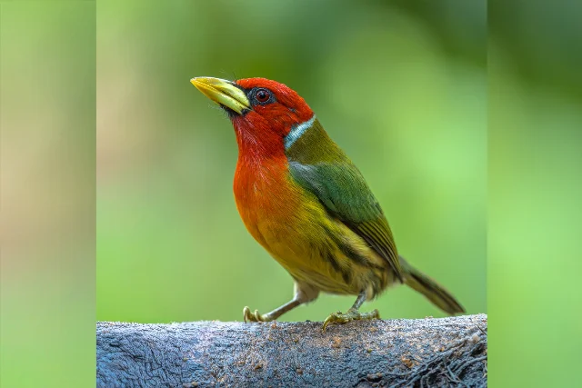 Red-headed Barbet