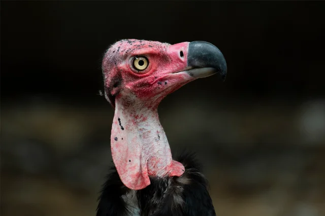 uploads/small/red-headed-vulture.webp