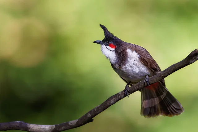 Red-whiskered Bulbul