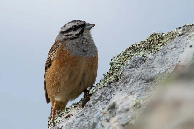 Rock Bunting