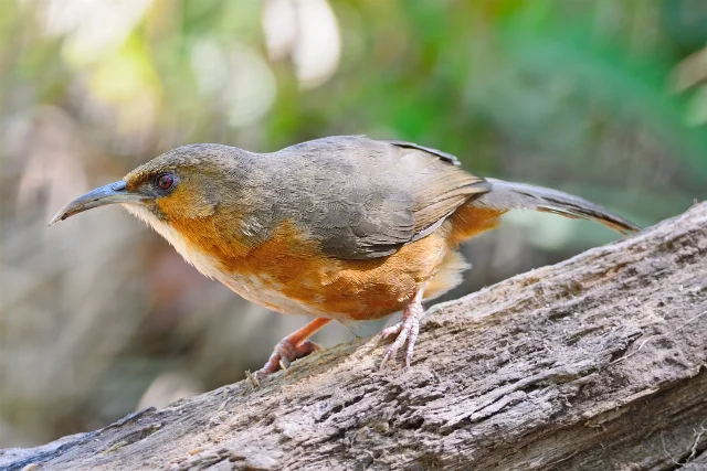 Rusty-cheeked Scimitar-babbler