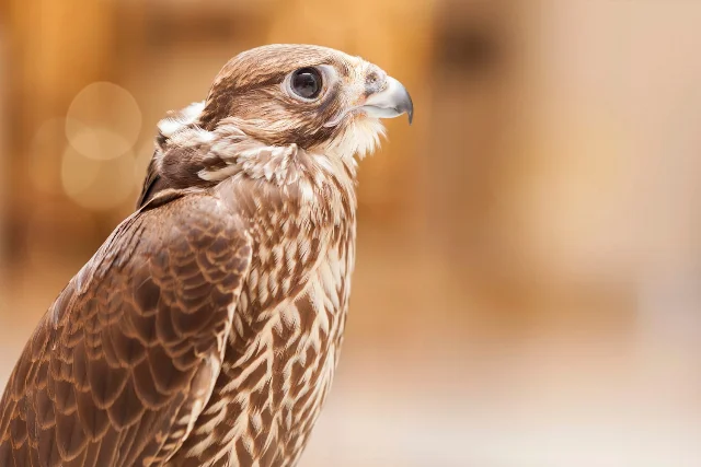 uploads/small/saker-falcon.webp