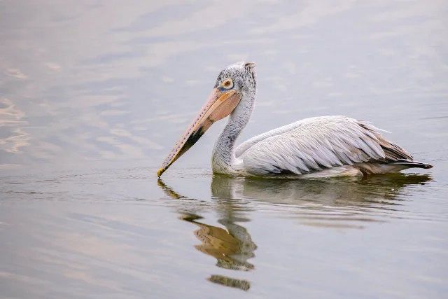 uploads/small/spot-billed-pelican.webp