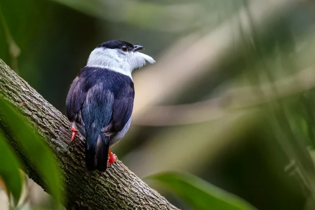 uploads/small/white-bearded-manakin.webp