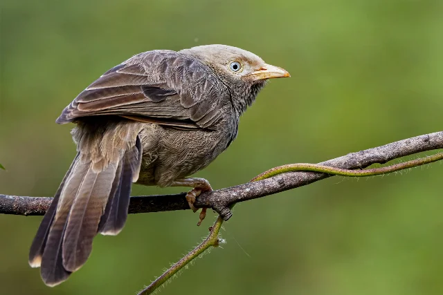 Yellow-billed Babbler