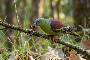 Ashy-headed Green-pigeon