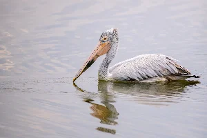 spot billed pelican - Image 2