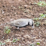 Ashy-crowned-Sparrow-Lark